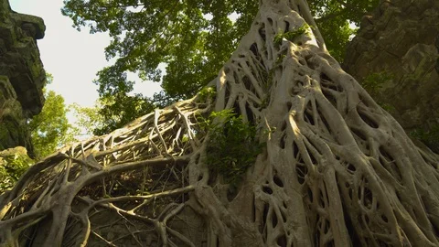 Tree Roots Growing out of Ta Prohm Temple Door in Angkor Wat, Siem Reap Stock Footage
