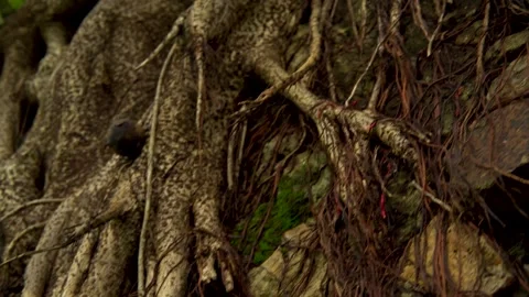 Tree Roots Growing Over Ancient Stone Wall Stock Footage 341269106