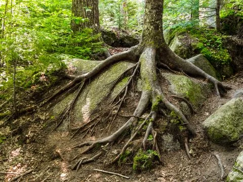 Tree Roots Growing Over Boulder, Hiking Trail	 Stock Photos