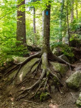 Tree Roots Growing Over Boulder, Hiking Trail	 Stock Photos