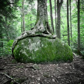 Tree roots growing over a large rock Stock Photos