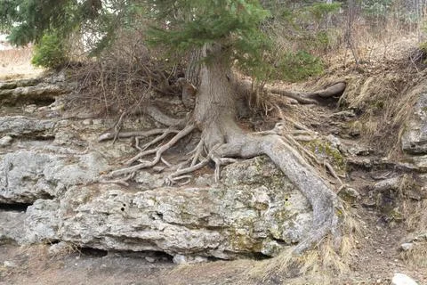 Tree Roots Growing Over Rocks in Nature Park Foto stock