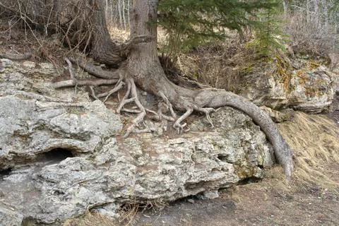 Tree Roots Growing Over Rocks in Nature Park Foto stock