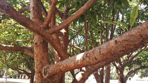 Tree roots growing over rusted metal fence. Ancient intertwined branches Stock Photos