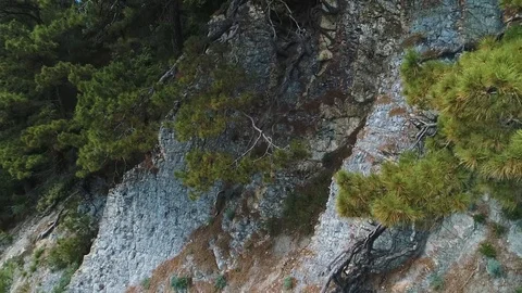 Tree roots growing on the rocks. View Of The Rock. Pines On Rocks. Young Pine Stockbeeldmateriaal 111160909