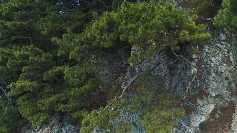 Tree roots growing on the rocks. View Of The Rock. Pines On Rocks. Young Pine Vídeos de archivo 111161173