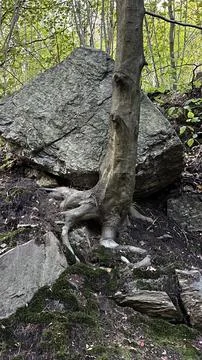 A tree with roots growing from under a large stone in a mountain forest. Stock Photos