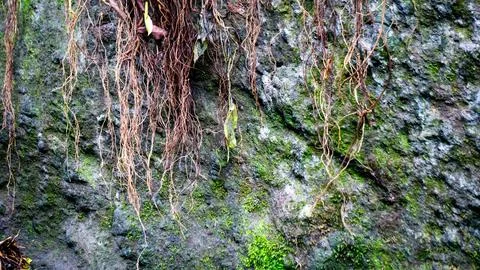 Tree roots hang down to the ground to absorb water Stock Photos