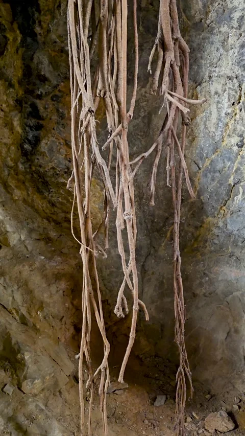 Tree roots hanging inside the tunnel under Denia Castle in Spain, vertical v Stock Footage 342278842