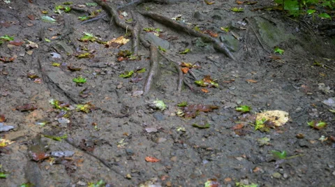Tree Roots on Hill Side, pan up in Cuyahoga Valley National Park Stock Footage 54564974