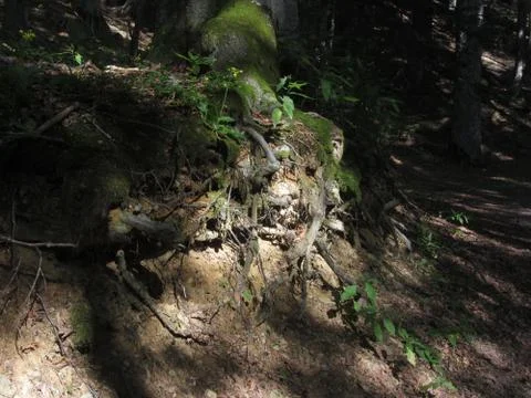 Tree roots illuminated by some rays of light in a green forest Stock Photos