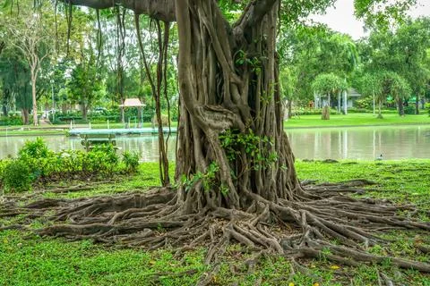 Tree roots Stock Illustration