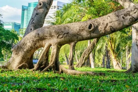 Tree roots Stock Illustration