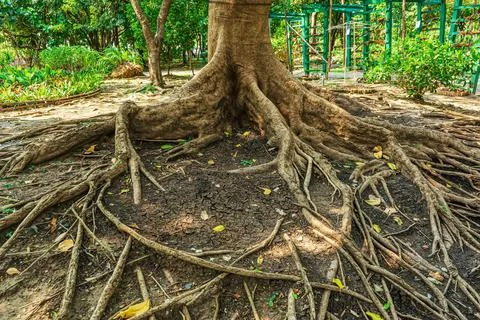 Tree roots Stock Illustration