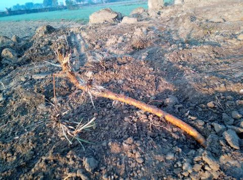 Tree roots image with mud Stock Photos