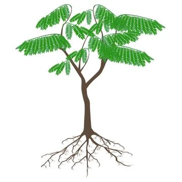 Tree with roots isolated on a white background Stock Illustration