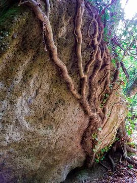 Tree Roots in Italy Stock Photos