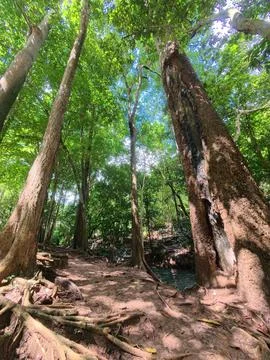 Tree roots in the jungle Stock Photos