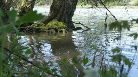 Tree Roots in Lake Video stock 75041578