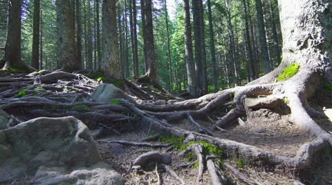Tree Roots in a Magic Pine Forest Stock-Footage 53195322