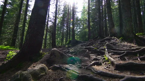 Tree Roots in a Magic Pine Forest Stock Footage 53930495
