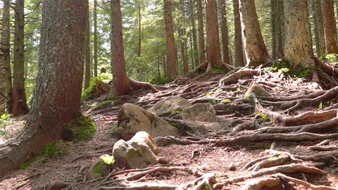 Tree Roots in a Magic Pine Forest Stock Footage 113922965