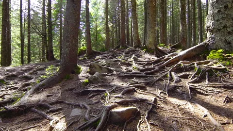 Tree Roots in a Magic Pine Forest Stock Footage 114564606