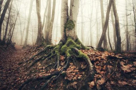Tree roots in misty forest landscape Stock Photos