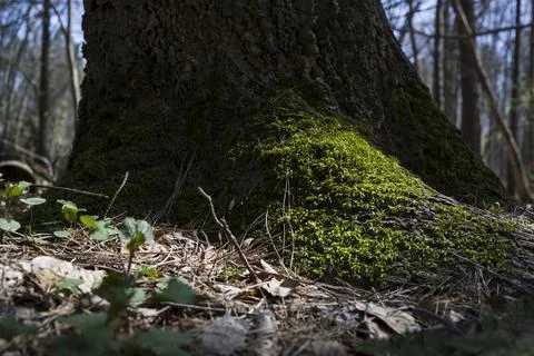 Tree roots with moss on forest Stock Photos