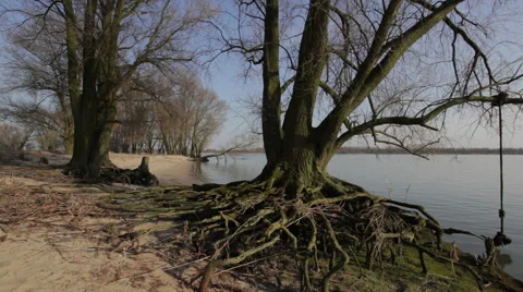 Tree with roots near river 스톡 동영상 49156352