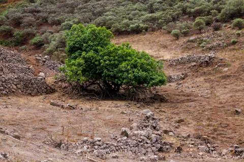 Tree with roots out Fotos de archivo
