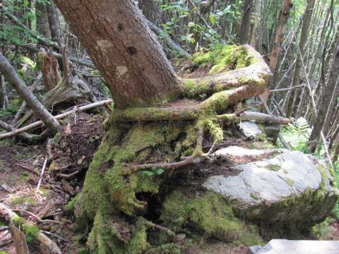 Tree roots over rock 스톡 사진