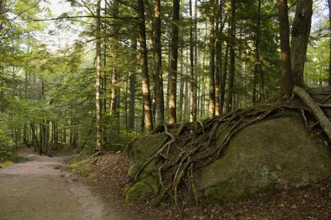 Tree Roots Over a Rock Stock Photos
