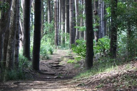Tree roots over slightly uphill path in pine forest Stock Photos