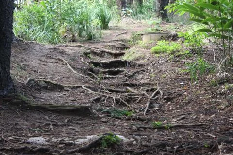 Tree roots over slightly uphill path in forest Stock Photos