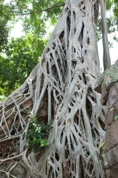 Tree roots over the ta prohm (rajavihara), a temple at angkor, province, camb Foto stock