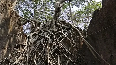 Tree roots overview fort Stock Footage 238757343