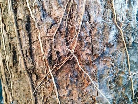 Tree Roots Part 2 1 Stock Photos