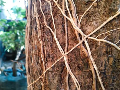 Tree Roots Part 2 2 Stock Photos