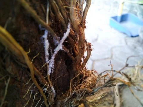 Tree Roots Part 2 3 Stock Photos