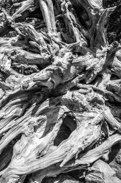 Tree roots pattern Stock Photos