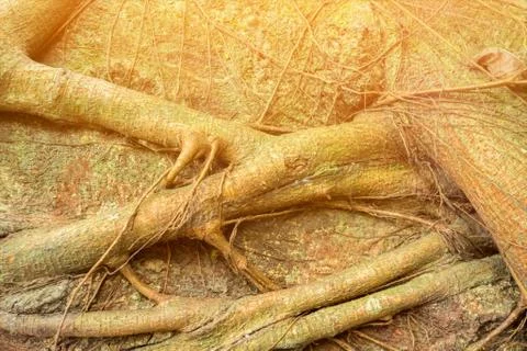 Tree Roots Pattern Stock Photos