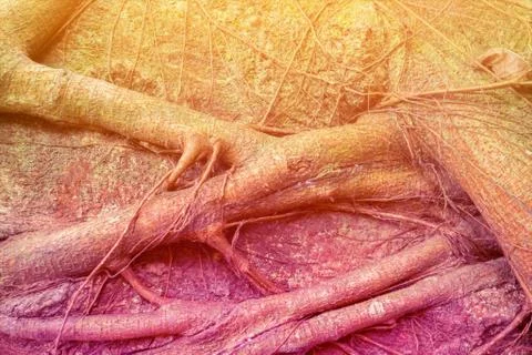 Tree Roots Pattern Stock Photos