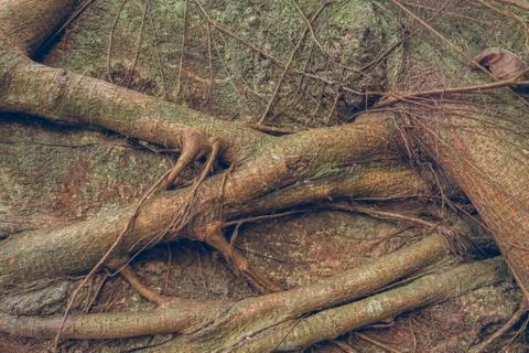 Tree Roots Pattern Stock Photos