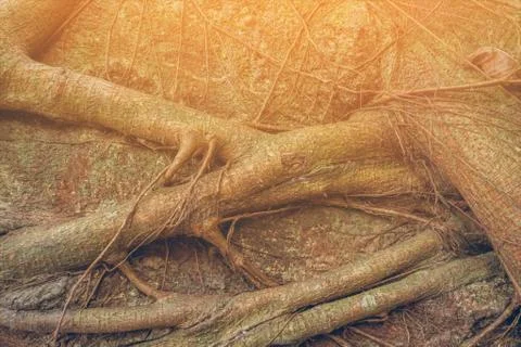 Tree Roots Pattern Stock Photos