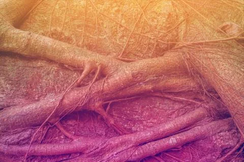 Tree Roots Pattern Stock Photos