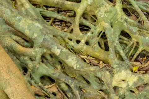 Tree Roots Pattern Stock Photos