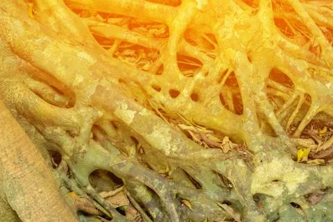 Tree Roots Pattern Stock Photos