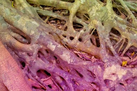 Tree Roots Pattern Stock Photos