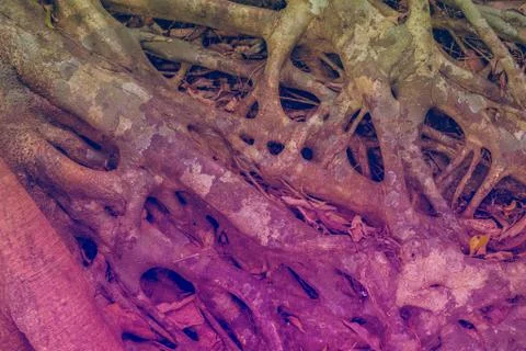 Tree Roots Pattern Stock Photos